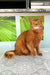 Reddish-brown Abyssinian cat featured in Alisa Somali Kitten product image