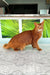 Reddish-brown Abyssinian cat featured in Alisa Somali Kitten product