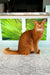 Reddish-brown Abyssinian cat featured in Alisa Somali Kitten product