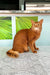 Reddish-brown Somali cat showcasing the adorable Alisa Somali Kitten product