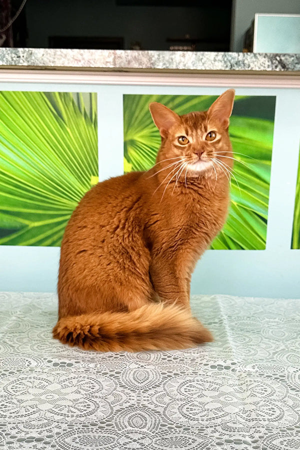 Reddish-brown Somali kitten Alisa showing off her long tail and playful vibe