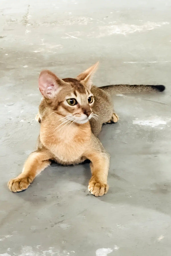 Alisia | abyssinian kitten