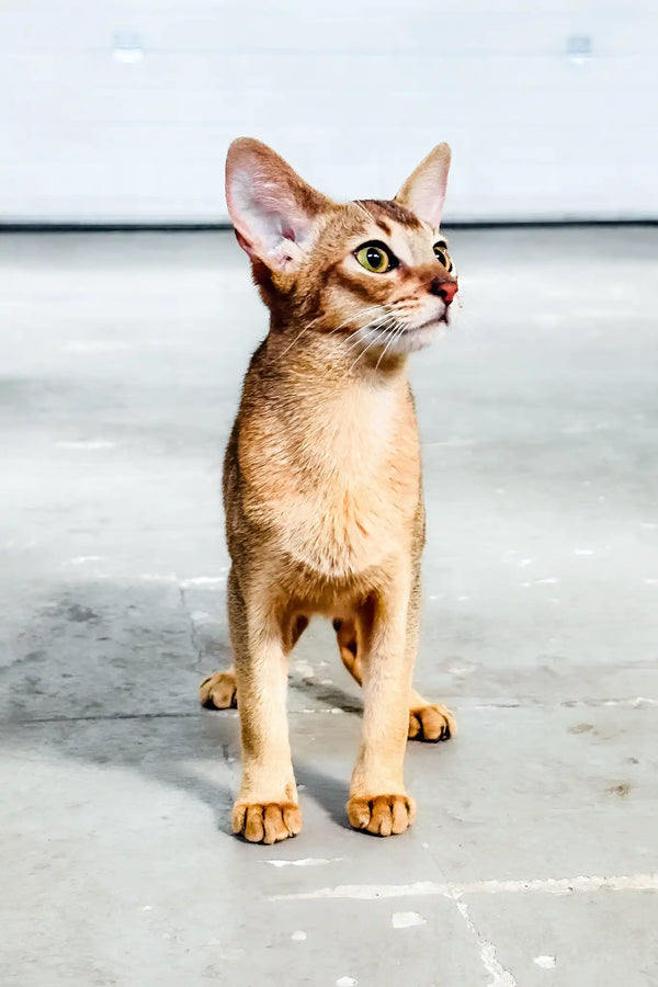 Alisia | abyssinian kitten