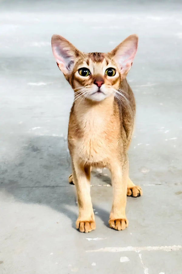 Alisia | abyssinian kitten