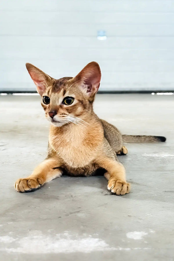 Alisia | abyssinian kitten