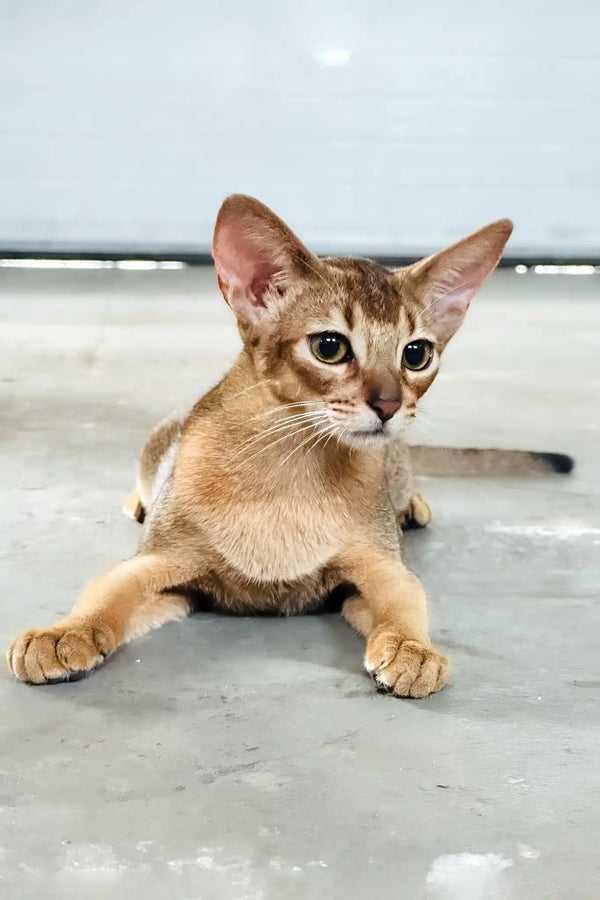 Alisia | abyssinian kitten