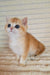 Cute orange and white British Shorthair kitten named Alisia with bright blue eyes