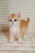 Adorable orange and white British Shorthair kitten with big blue eyes named Alisia