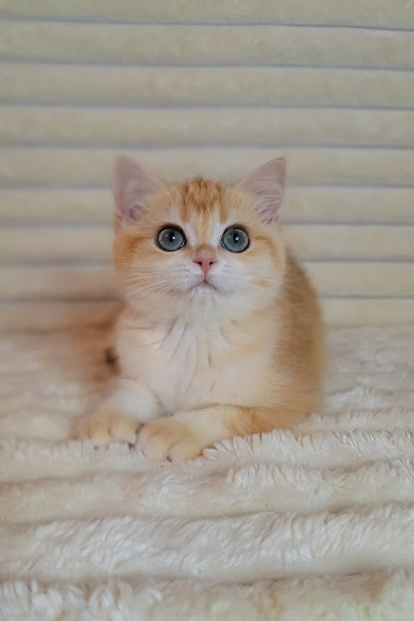 Cream and ginger British Shorthair kitten Alisia with bright blue eyes