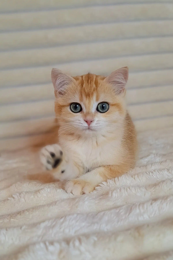 Cute cream and ginger British Shorthair kitten with bright blue eyes on white fabric