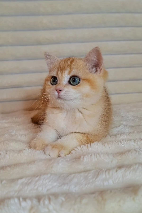 Cream and orange British Shorthair kitten with big blue eyes on soft white fabric