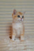 Cream and white British Shorthair kitten Alisia with bright blue eyes sitting upright