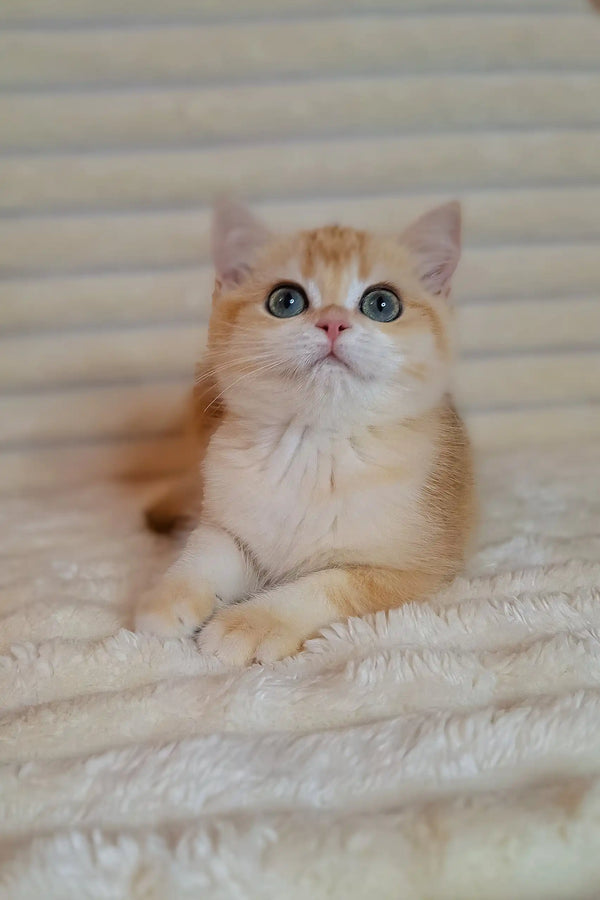 Cream and white British Shorthair kitten with bright blue eyes gazing up