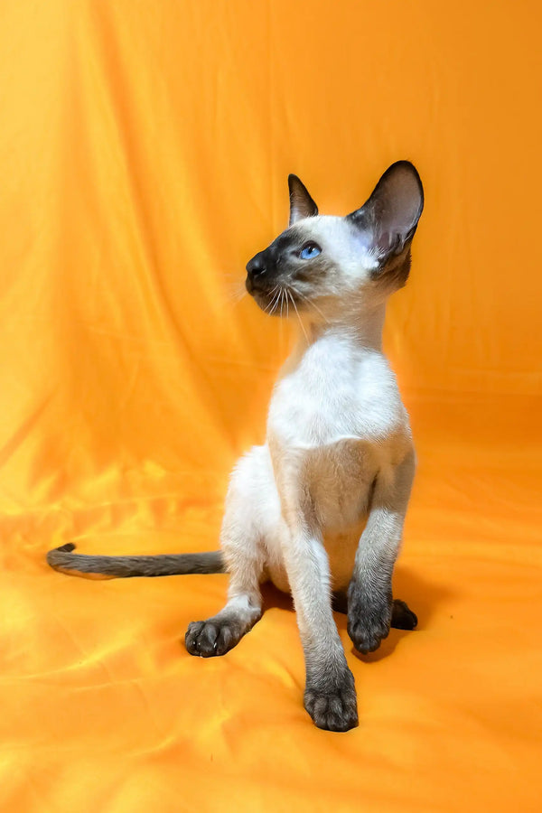Seal Point Siamese cat featured in Alisia Oriental Shorthair Kitten product