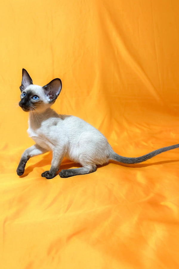 Siamese cat with stunning blue eyes featured in Alisia Oriental Shorthair Kitten product