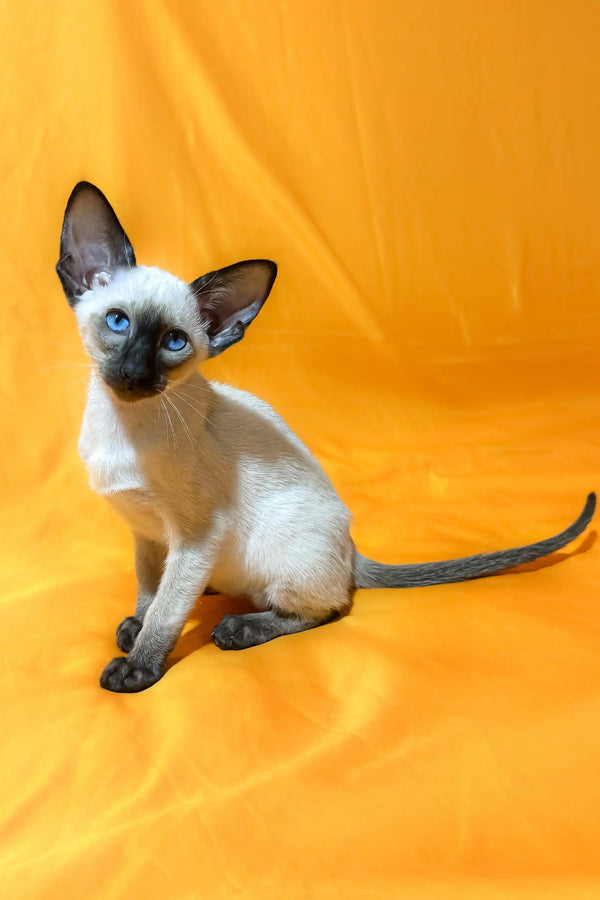 Siamese cat with stunning blue eyes featured in Alisia Oriental Shorthair Kitten product