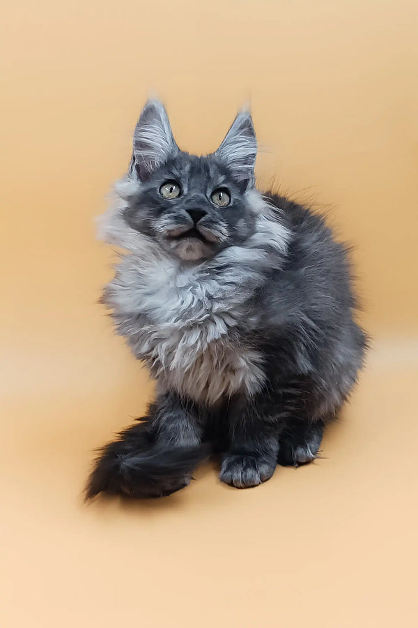 Fluffy gray Maine Coon kitten from Alisiya, perfect cuddle buddy and playful companion