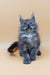 Fluffy gray Maine Coon kitten from Alisiya collection looking adorable and playful