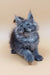 Fluffy gray Maine Coon kitten Alisiya looking adorable and playful