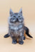 Fluffy gray Maine Coon kitten with pointed ears, perfect for cat lovers