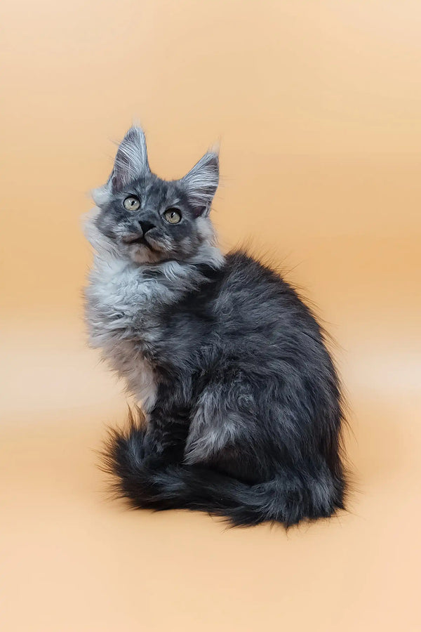 Fluffy gray Maine Coon kitten with cute pointed ears from Alisiya