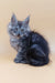 Fluffy gray Maine Coon kitten from Alisiya, perfect for cat lovers