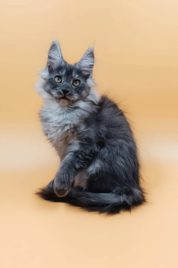 Gray Maine Coon kitten from the Alisiya collection, super cute and fluffy!
