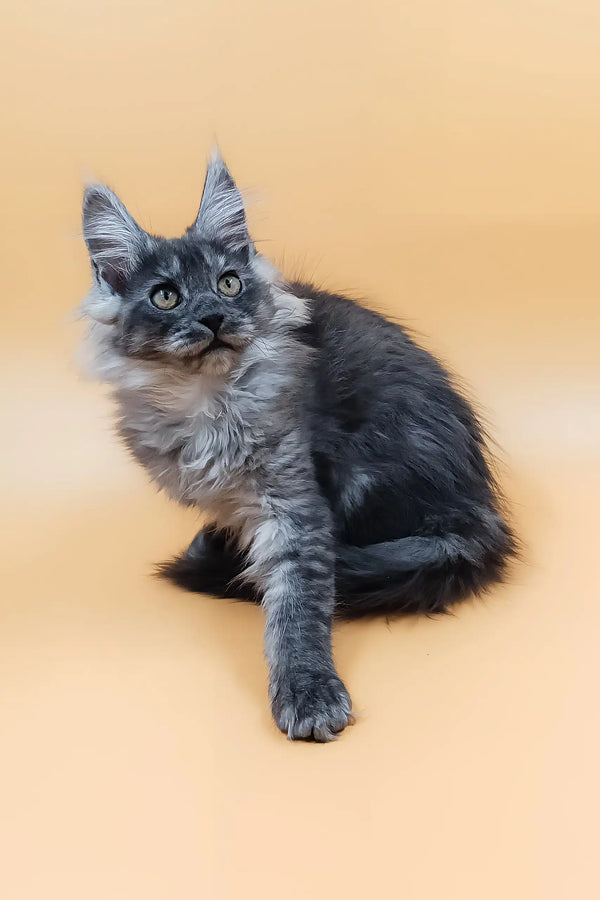 Adorable Gray Maine Coon kitten from the Alisiya collection, perfect for cat lovers