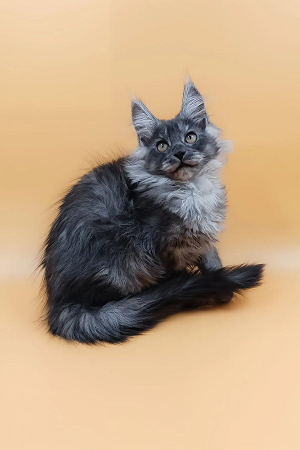 Adorable Gray Maine Coon kitten named Alisiya ready to steal your heart