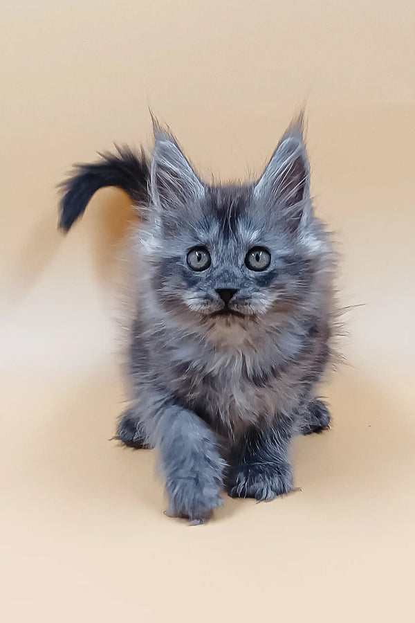 Gray fluffy Maine Coon kitten named Alisiya looking adorable and playful