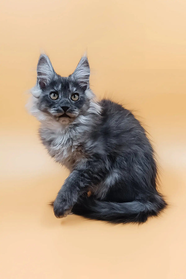 Gray fluffy kitten Alisiya from Maine Coon, perfect for cuddles and playtime