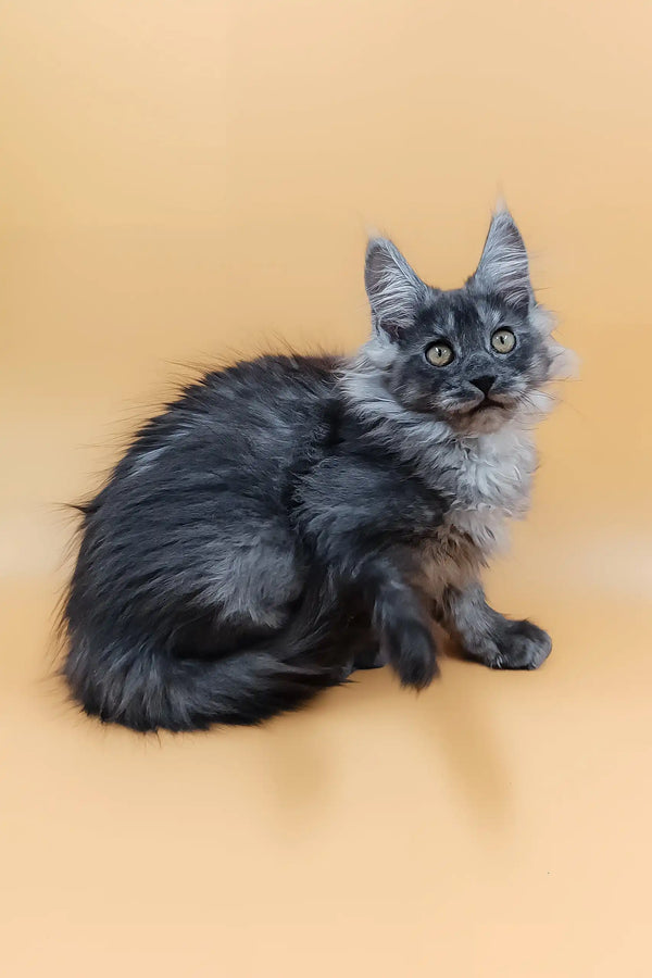 Gray and white long-haired Maine Coon kitten named Alisiya looking adorable