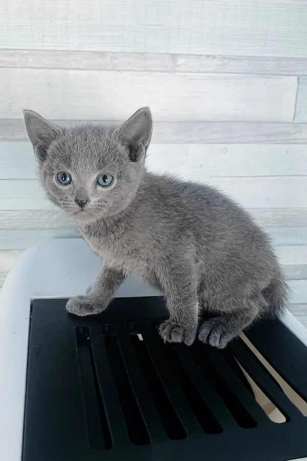 Adorable Gray kitten with striking blue eyes from the Alissa Russian Blue Kitten product