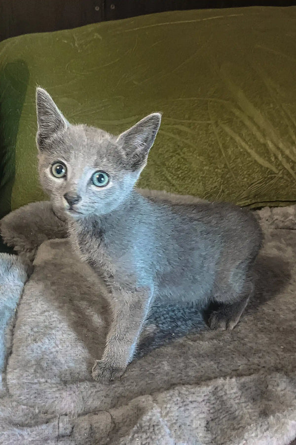 Adorable gray Russian Blue kitten named Alissa with big ears