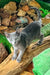 Gray kitten on a log, showcasing the adorable Alissa Russian Blue Kitten