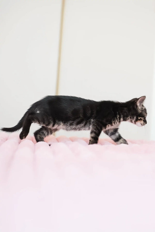 Aliya | bengal kitten