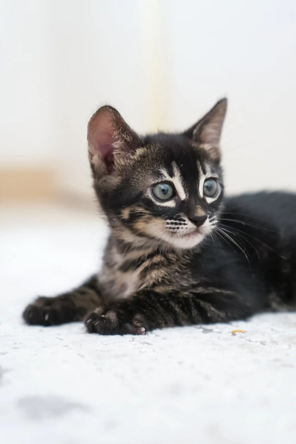 Aliya | bengal kitten