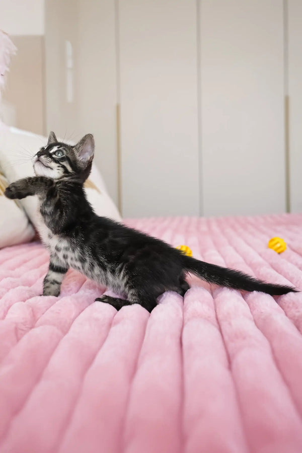 Aliya | bengal kitten