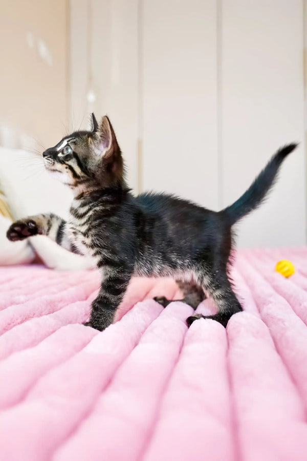 Aliya | bengal kitten