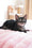 Aliya | Bengal Kitten