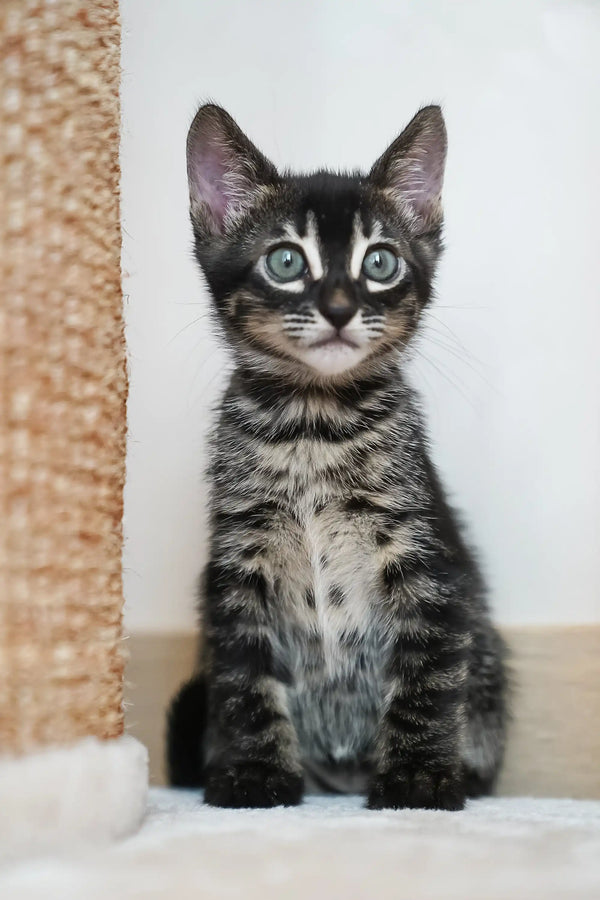 Aliya | bengal kitten