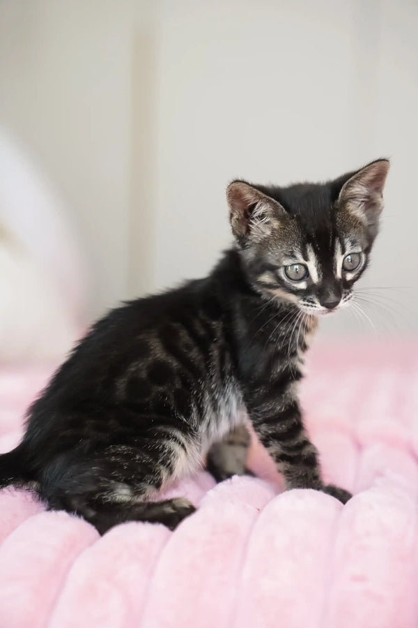Aliya | bengal kitten