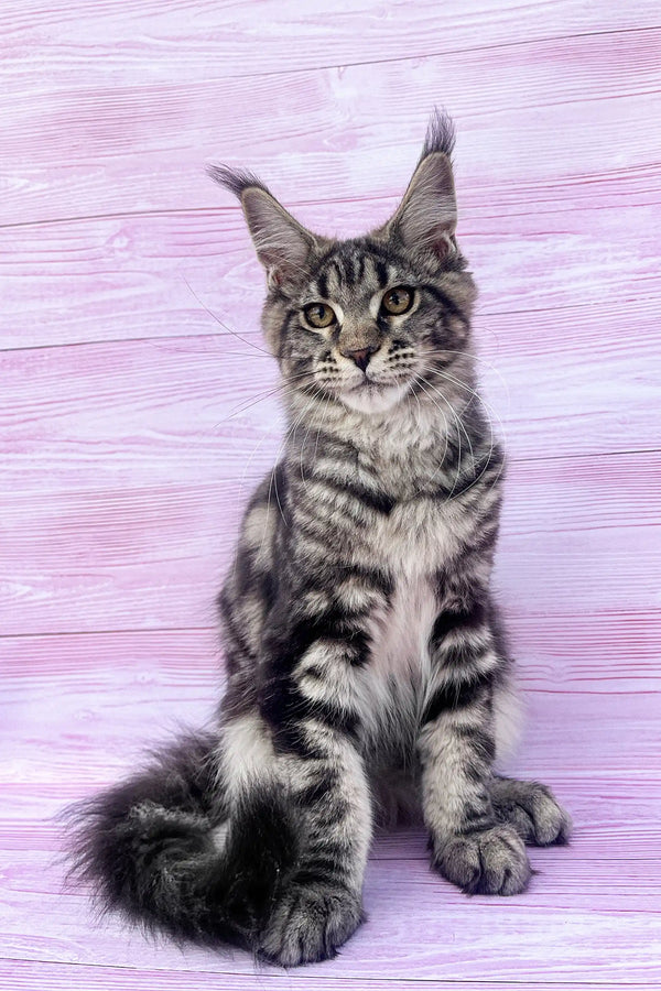 Gray Tabby Maine Coon Kitten with fluffy coat and ear tufts from Alla collection