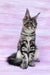 Tabby cat sitting upright, alert, showcasing its Maine Coon Kitten features