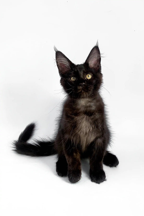 Black Maine Coon kitten with ear tufts and yellow eyes in Alla product