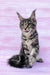 Maine Coon kitten with ear tufts and tabby markings, perfect for cat lovers