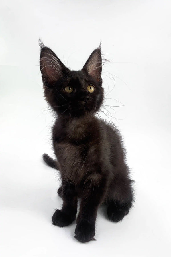 Black Maine Coon kitten with alert ears and bright eyes ready for playtime