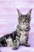 Gray tabby Maine Coon kitten with ear tufts and alert expression in Alla product