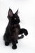 Black Maine Coon kitten with alert ears and bright eyes sitting upright