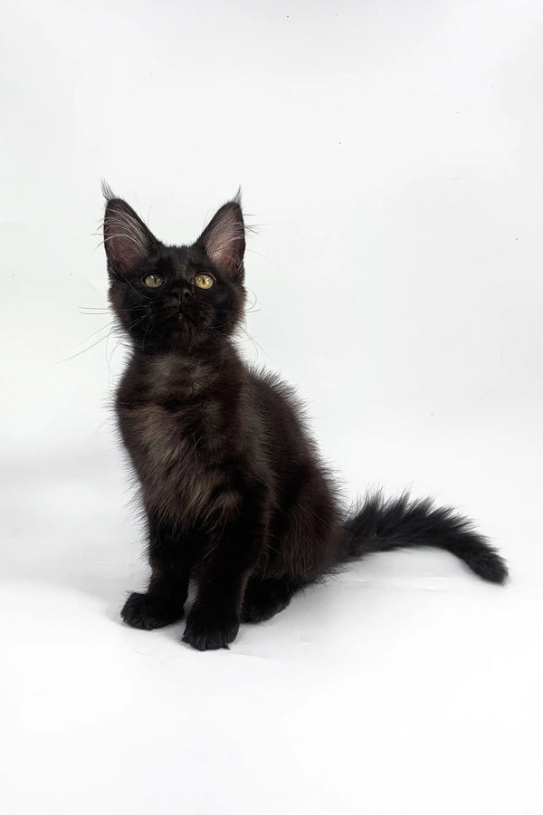 Black Maine Coon kitten with large ears sitting upright, looking adorable